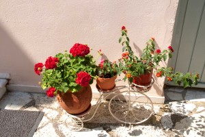 facilities nefeli hotel flowers